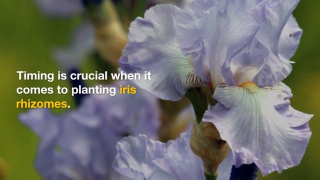 From Rhizome to Beauty: Planting Iris Rhizomes for Stunning Flowers смотреть онлайн