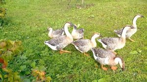 Гуси гуси, га-га га!!!