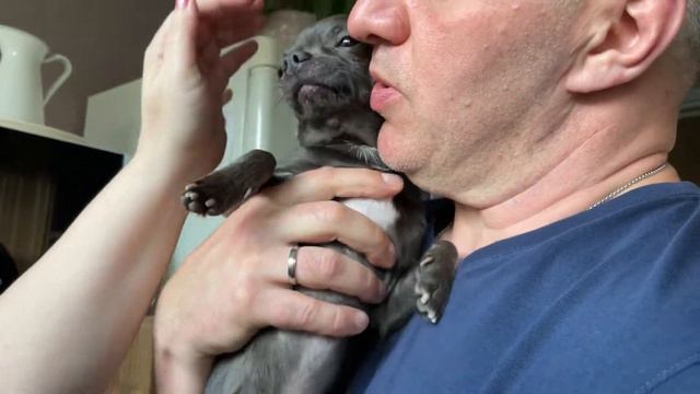 Стрижём когти чихуахуа Перчику 🐾❤️ смотреть онлайн