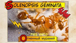 FIRE ANTS Solenopsis geminata // Огненные муравьи // Обзор