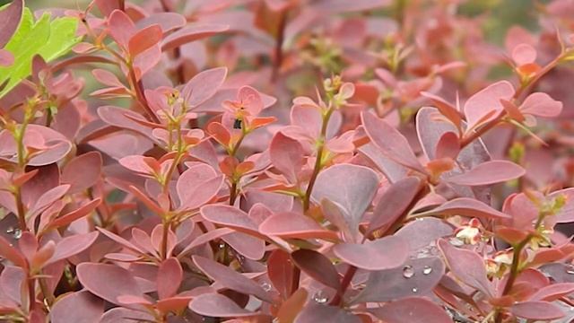 Berberis thunbergii Atropurpurea смотреть онлайн