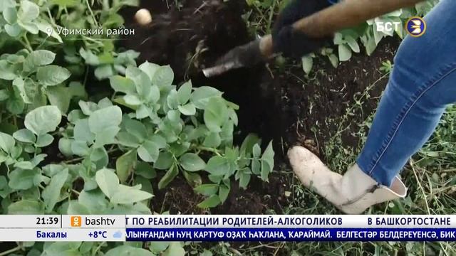 В Башкирии откроют спецмагазины клонированного картофеля смотреть онлайн