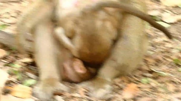 BARON Screaming Loudly | Mom Weaning and Bites Baby No Milk | Baby Monkey Videos