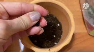 Пересадка стрептокарпуса. Какой грунт, горшок, удобрения.