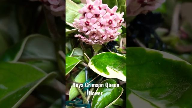 Hoya Crimson Queen Flower смотреть онлайн