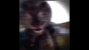 🐱КОТ МЯУКАЕТ В ДОМОФОН🐱но это фонк!