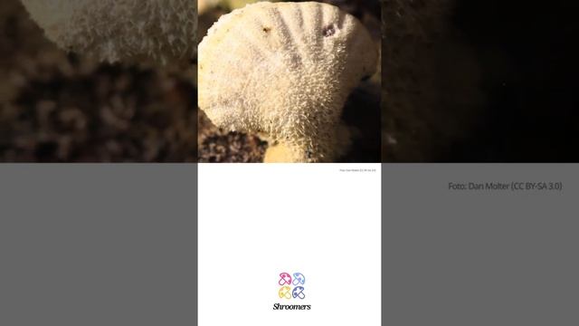 Gemeiner Spaltblättling (Schizophyllum commune) | Doppelgänger | Praktisches Kurzprofil | Shroomers смотреть онлайн