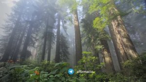 Молитва Джозефа Мерфи на привлечение достатка и благополучия