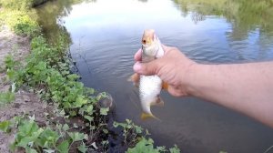 Рыбалка на поплавок на реке, крупная плотва и голавли 2021.