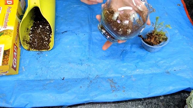 Overgrown Mini Terrarium - Let's Find the Sinningia pusilla смотреть онлайн