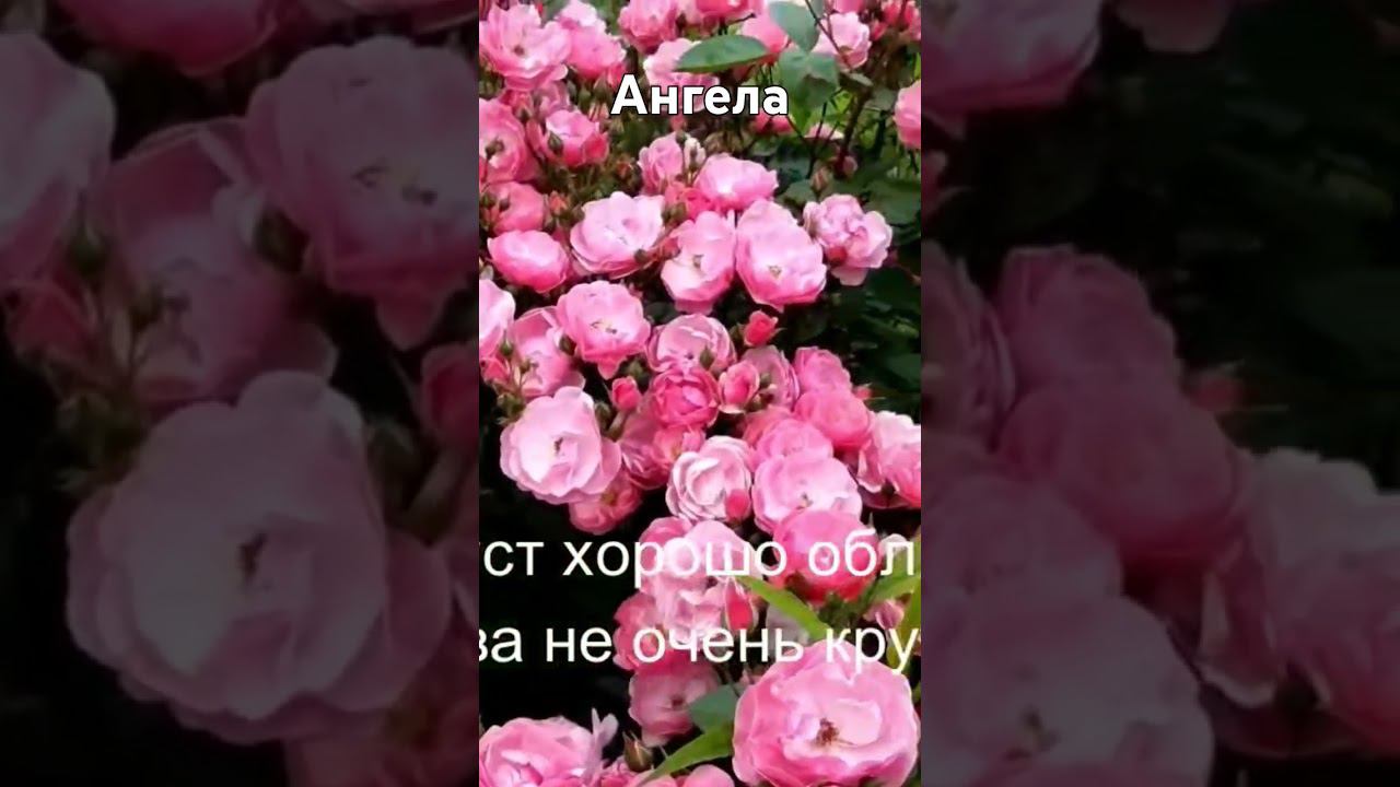 Ангела смотреть онлайн