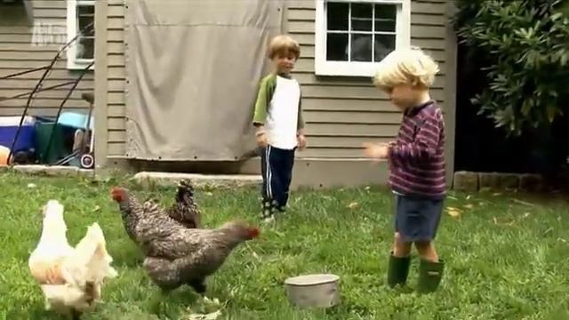 Введение в котоводство Animal Planet S03E05 смотреть онлайн