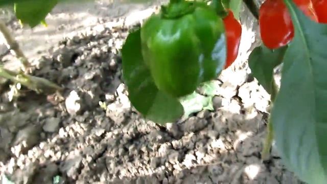 Habanero Red - Хабанеро красный