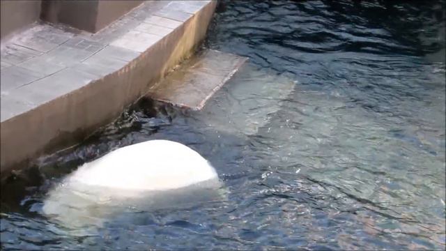 Герда, Кай и Ростик передают привет Чихиро! 08.10.17 смотреть онлайн