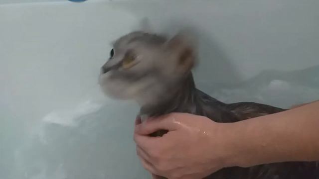 ? КАК МЫТЬ КОТА И ОСТАТЬСЯ ЖИВЫМ!!! МОЕМ КОТА !!!! ? смотреть онлайн