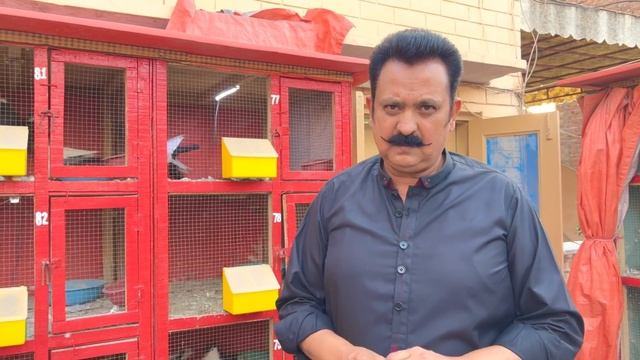 The World Biggest White Pigeon, Fancy Kabootar, Pigeon Colony in Your Home, Hsn Entertainment смотреть онлайн