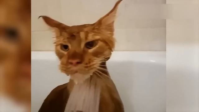 ПРИКОЛЫ С КОТАМИ! - С ОЗВУЧКОЙ! ХИТРЫЕ КОТЫ! Самые смешные животные! СМЕШНЫЕ КОТЫ! смотреть онлайн