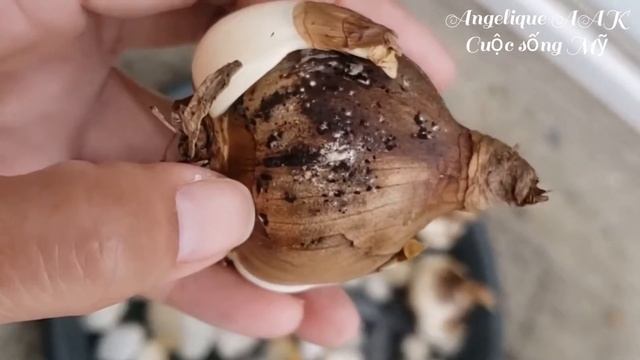 ??40 - Trồng hoa Hạt Mưa Rơi hay Leucojum. Plant Rain Drop/Leucojum flower. смотреть онлайн