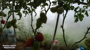 ТОМАТ ОСЛИНЫЕ УШИ. Обзор сорта.