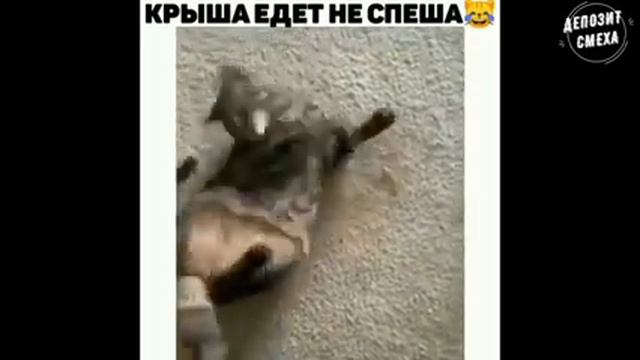 СМЕШНЫЕ ЖИВОТНЫЕ/ЛУЧШИЕ ПРИКОЛЫ МАРТ 2021/СМЕШНЫЕ КОТЫ/ЗАСМЕЯЛСЯ ПОДПИСАЛСЯ/ЗАБАВНЫЕ ЖИВОТНЫЕ #18 смотреть онлайн