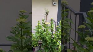 Гортензия Ред барон саженцы 300₽-в наличии 8-918-105-60-69
