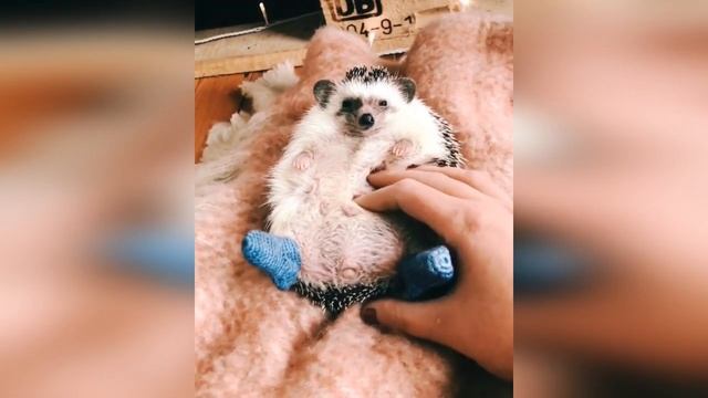 ЖИВОТНЫЕ СИЛЬНО ЛЮБЯТ СВОИХ ХОЗЯЕВ смотреть онлайн