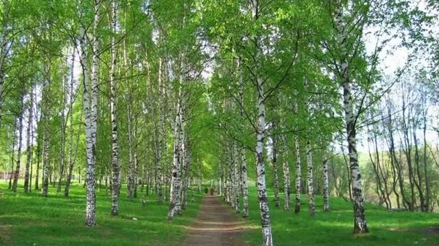 Как лучше - похоронить или сжечь смотреть онлайн