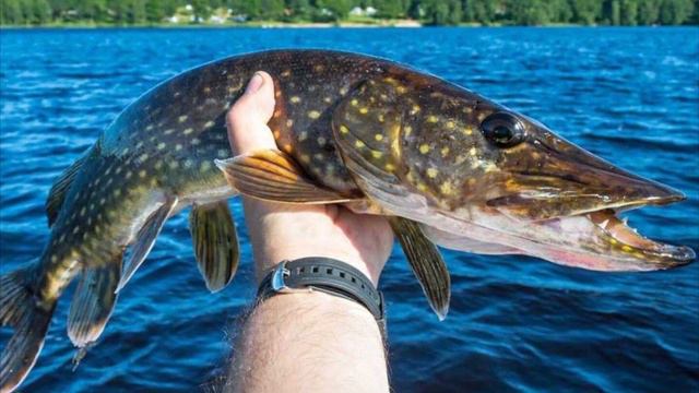 Какие 3 речные и озерные рыбы являются самыми полезными? смотреть онлайн