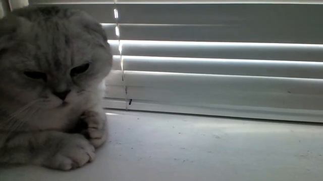 Шотландский вислоухий кот Стики) смотреть онлайн