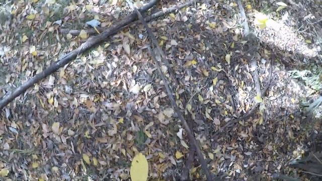 Грибы. Тихая охота на белянки. Самарская область. смотреть онлайн