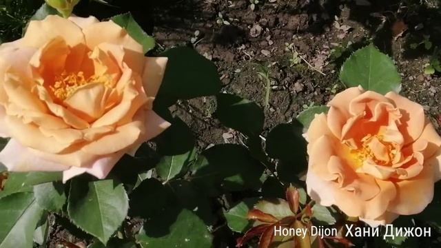 РОЗА ХАНИ ДИЖОН. Honey Dijon смотреть онлайн