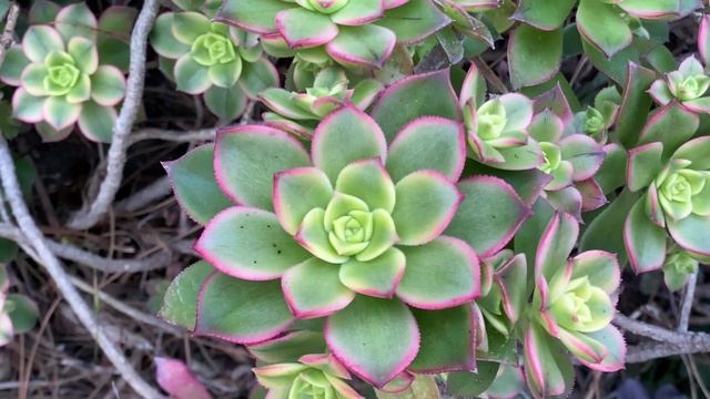 Aeonium Kiwi Succulent Type смотреть онлайн