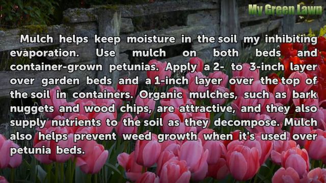 How Often Do I Water Petunias? смотреть онлайн