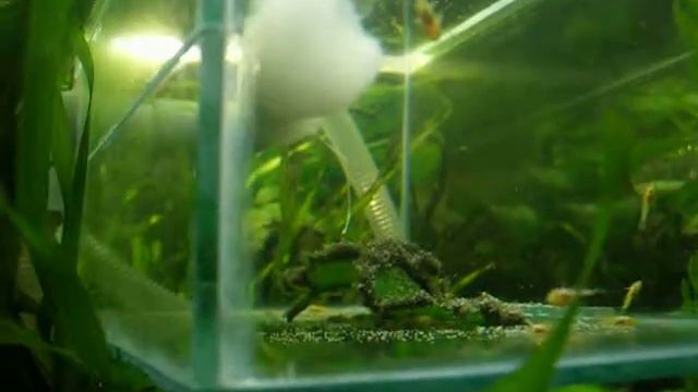 Анциструс L-144(Ancistrus L-144).MOV