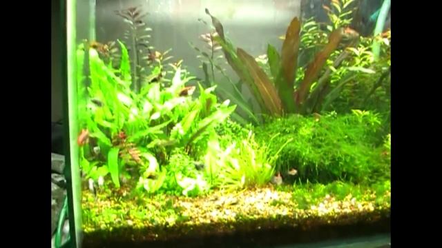 Интерактивный аквариумный туризм №26 смотреть онлайн