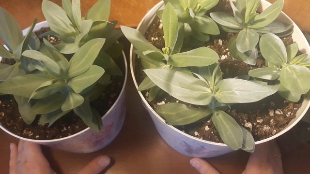 ПРИЩИПКА ЭУСТОМЫ/НУЖНА ИЛИ НЕТ??? смотреть онлайн