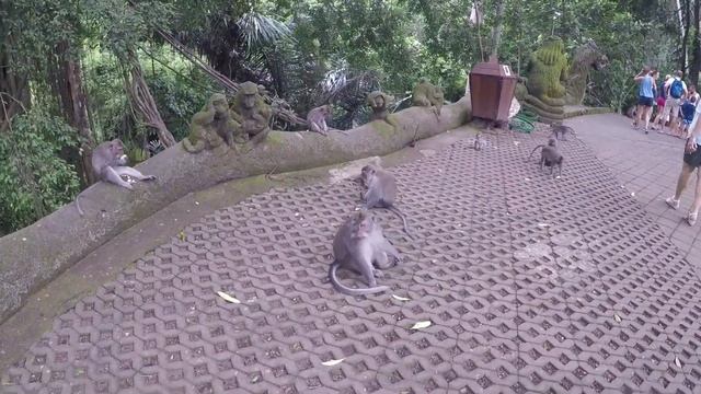 217-я серия. Парк обезьян на Бали смотреть онлайн