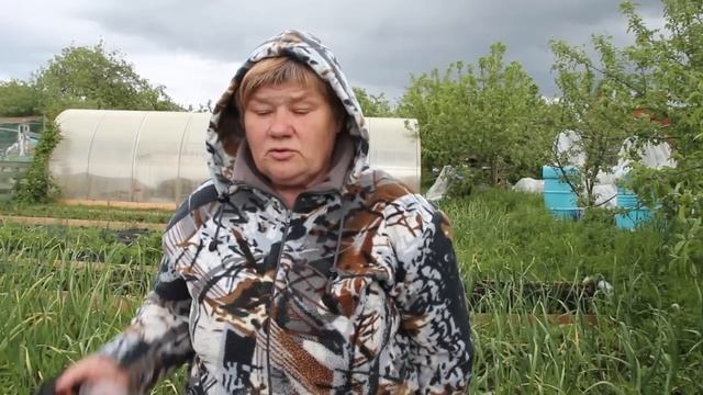 Прополка Моркови Керосином. Керосин от Сорняков и Вредителей. (03.06.17)