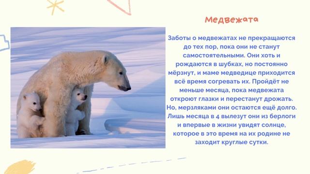 белые медведи смотреть онлайн