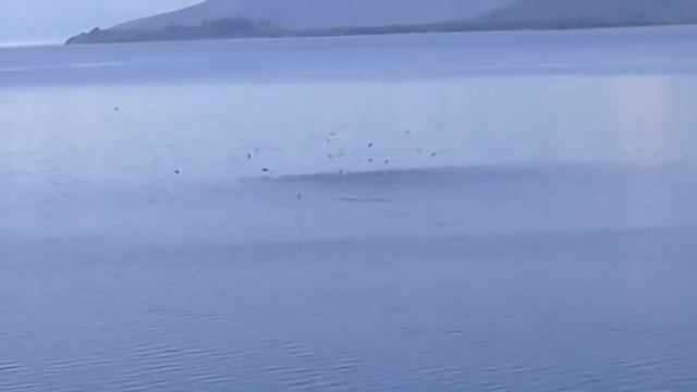 Маркаколь смотреть онлайн