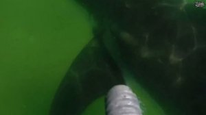 САМЫЕ СТРАШНЫЕ нападения АКУЛ на человека (часть №2)