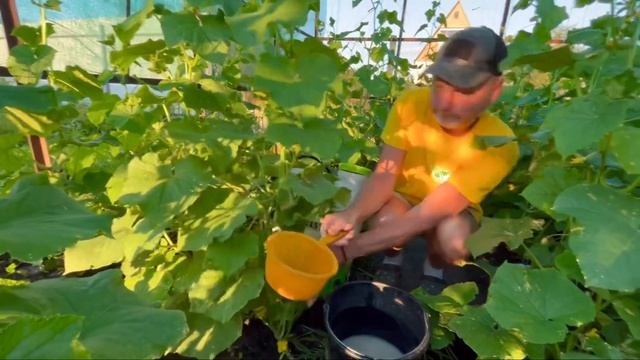 Супер подкормка для обильного урожая огурцов. смотреть онлайн