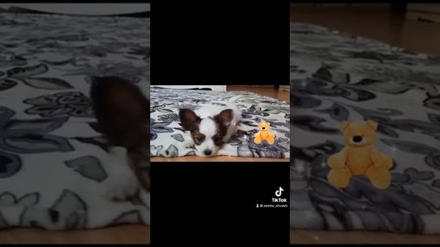 Kennel Dzhermanotta Royals “V” смотреть онлайн