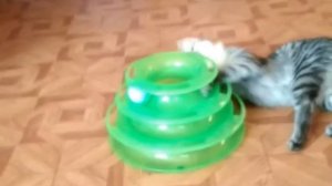 Полосатый котенок в добрые руки