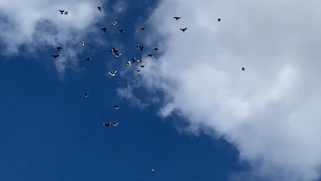 Голуби Викторовича 25.09.2022 Ростовская область орловский район смотреть онлайн