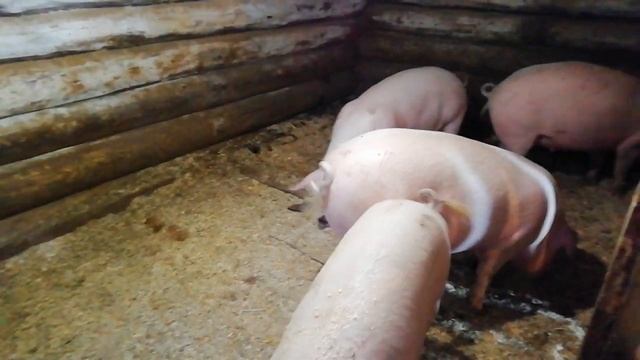 Почему не Растут Свиньи. Причины плохого роста свиней. смотреть онлайн