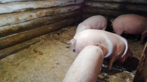 Почему не Растут Свиньи. Причины плохого роста свиней.