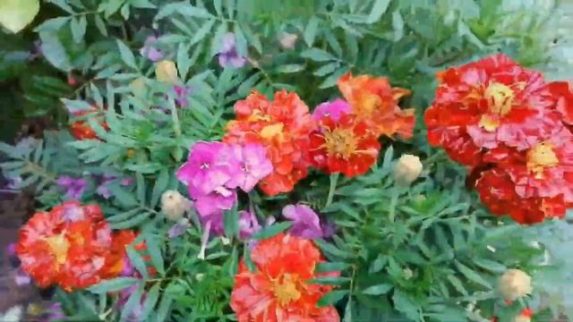 Грабли веерные  Для любителей канала Грабли Лайф 04 09 21