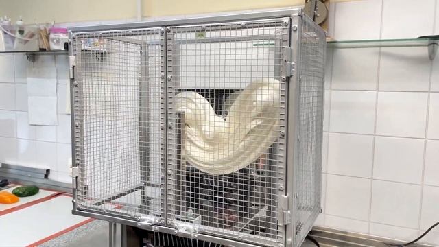 ТЯНУЛЬНАЯ МАШИНА С ЗАЩИТНЫМ ОГРАЖДЕНИЕМ / SUGAR PULLING MACHINE WITH SAFERY GUARD смотреть онлайн