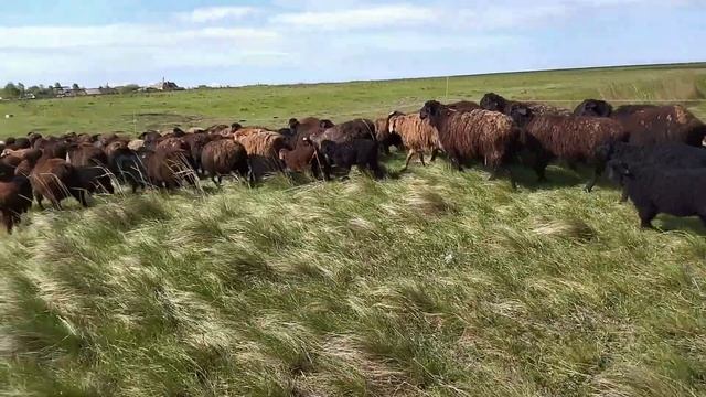Ягнята на весеннем пастбище смотреть онлайн